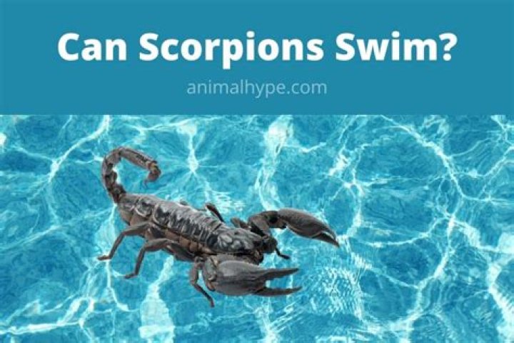 Can scorpions swim?