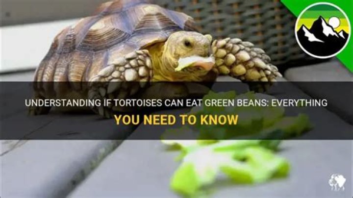 Can tortoise eat green beans?