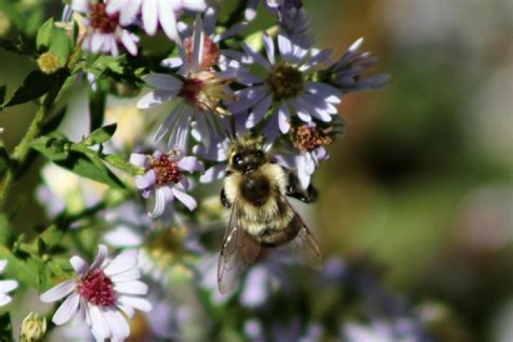 Can we live without bees?