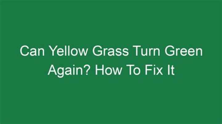 Can yellow grass turn green again?