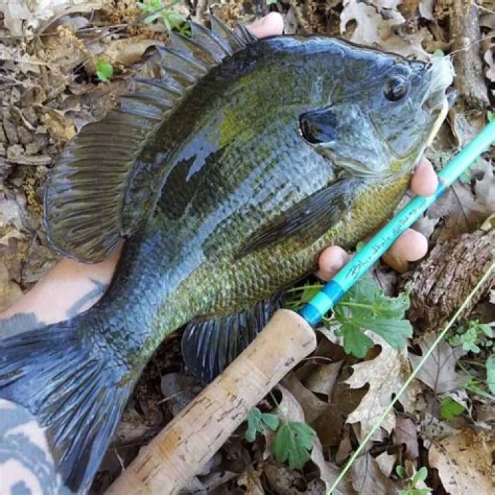 Can you eat bluegill skin?