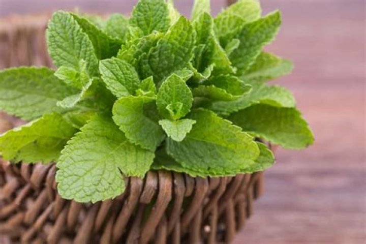 Can you eat mint leaves?