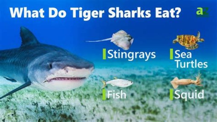 Can you eat tiger shark?