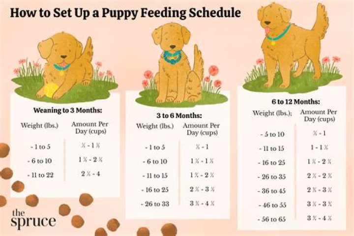 Can you give a puppy too much attention?