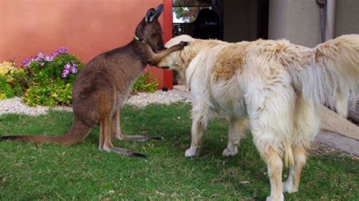 Can you have a kangaroo as a pet in Australia?