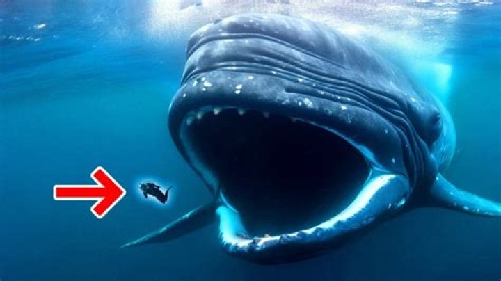 Can you live in a whale mouth?