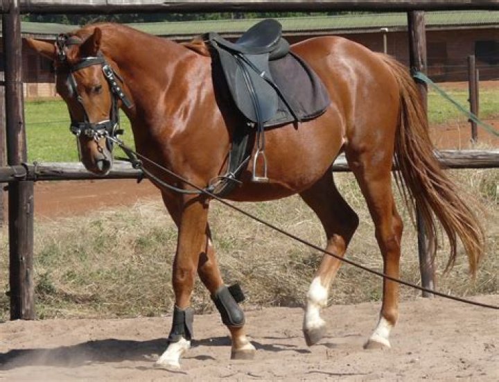 Can you make money backing horses?