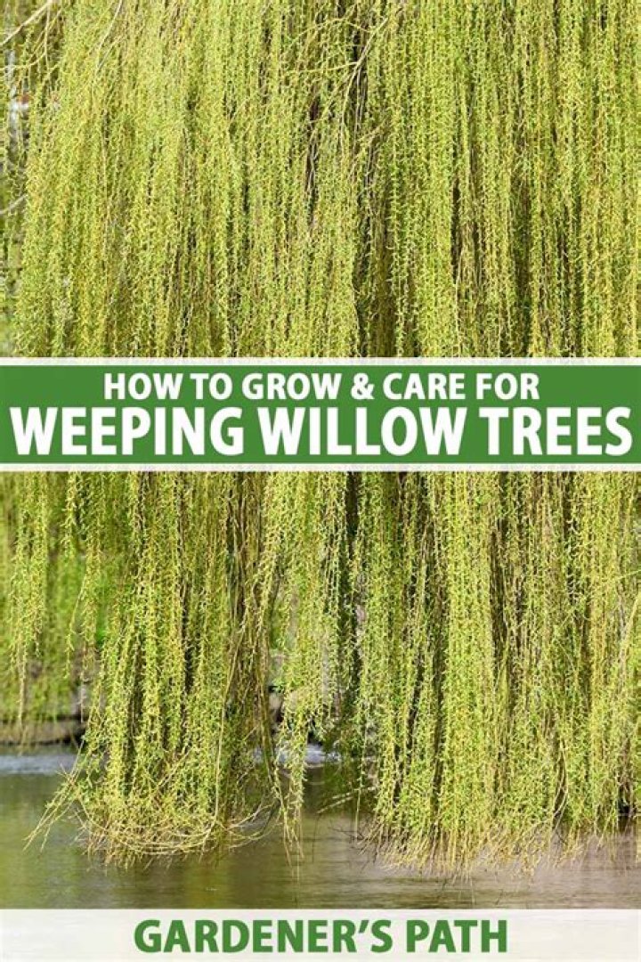 Can you plant willow cuttings in the fall?