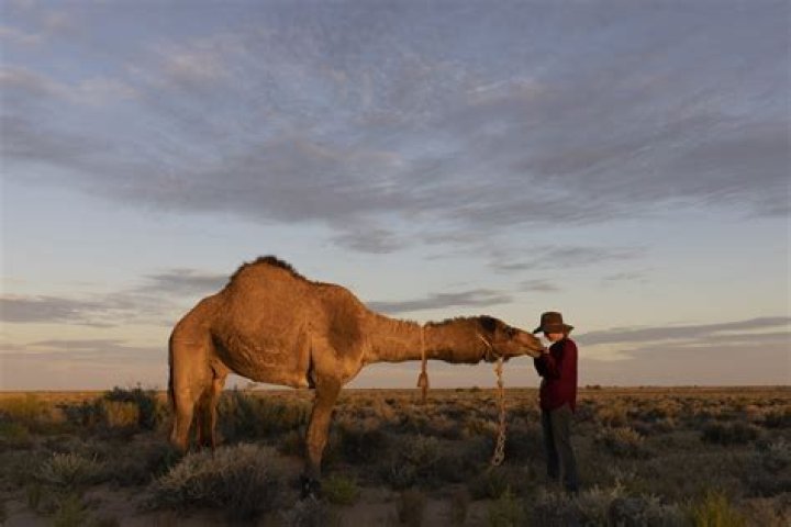 Can you shoot camels in Australia?