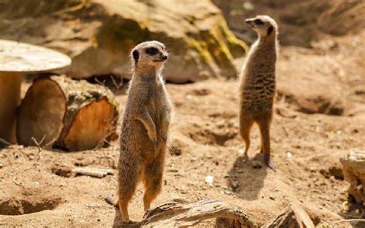 Can you still get meerkats from Compare the market?