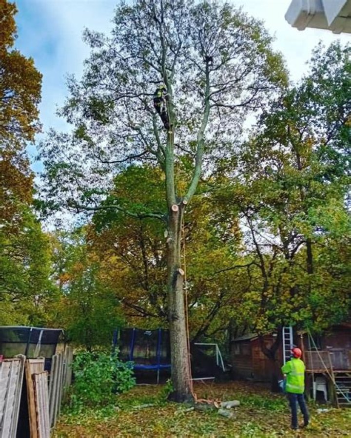 Can you tape a tree back together?