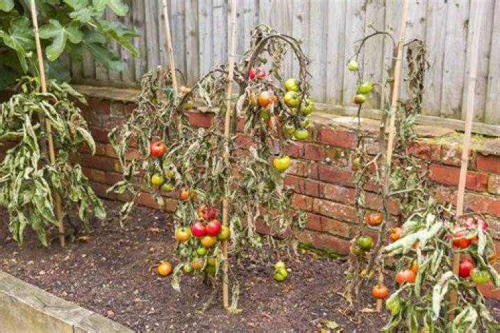 Can you use vinegar on tomato plants?