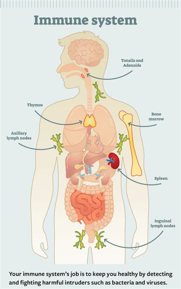 Can your immune system cause you to itch?