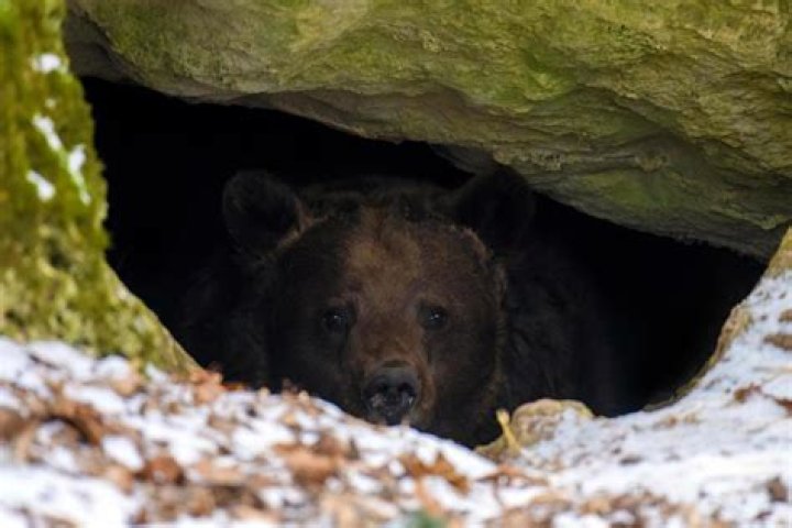 Did humans used to hibernate?
