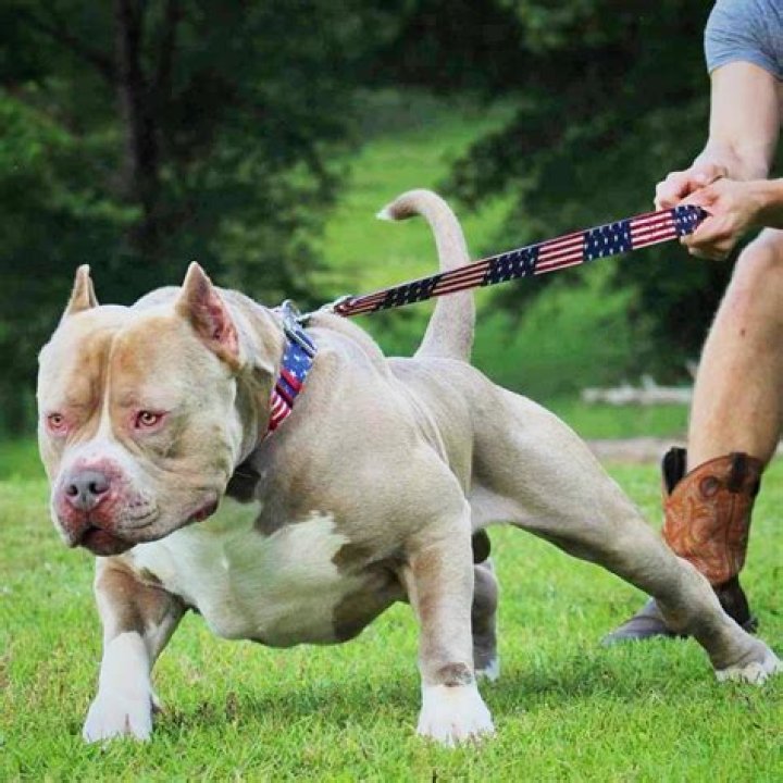 Do American bullies bite?