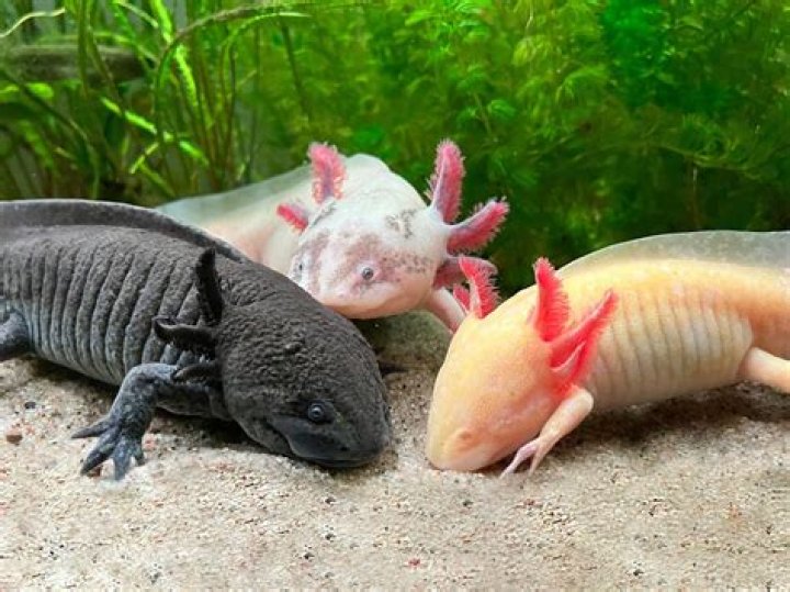 Do axolotls scream?