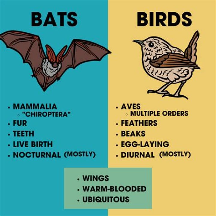 Do bats have families?