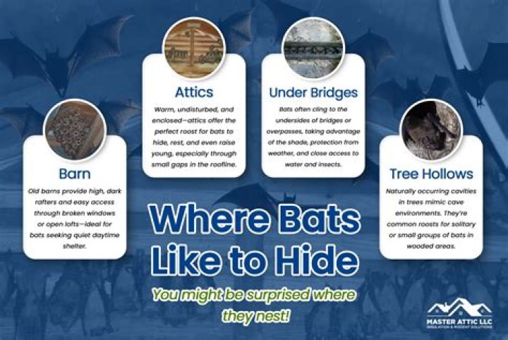 Do bats return to the same place every night?