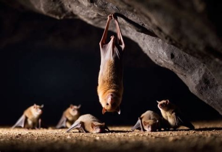 Do bats sleep in the same place every night?