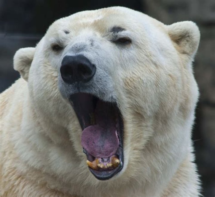 Do bears yawn?