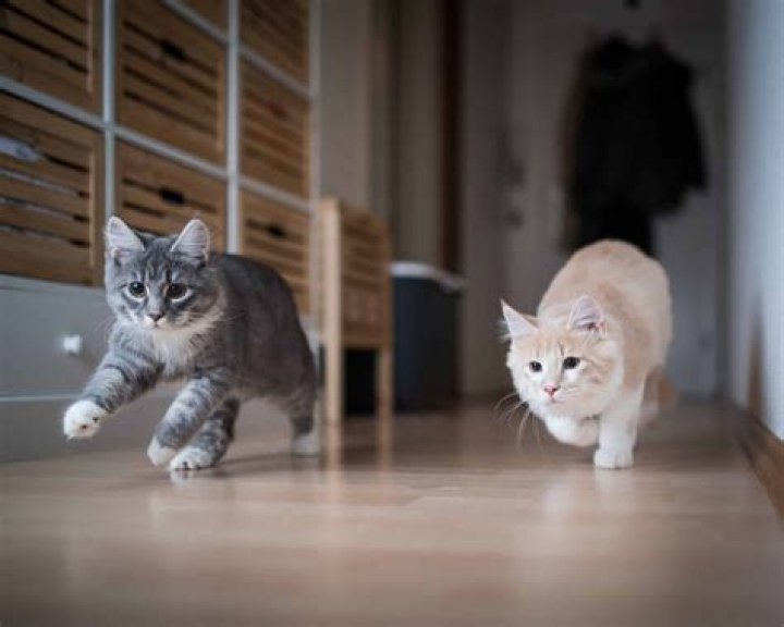 Do cats come home if they run away?