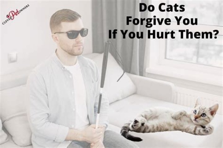 Do cats forgive you?