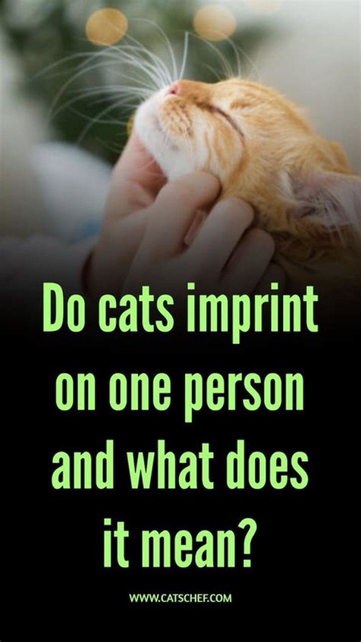 Do cats imprint on one person?