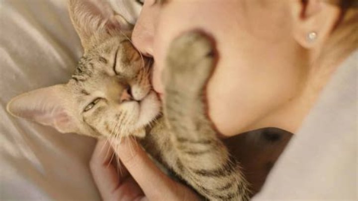 Do cats like to be kissed?