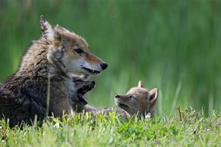 Do coyotes eat eagles?