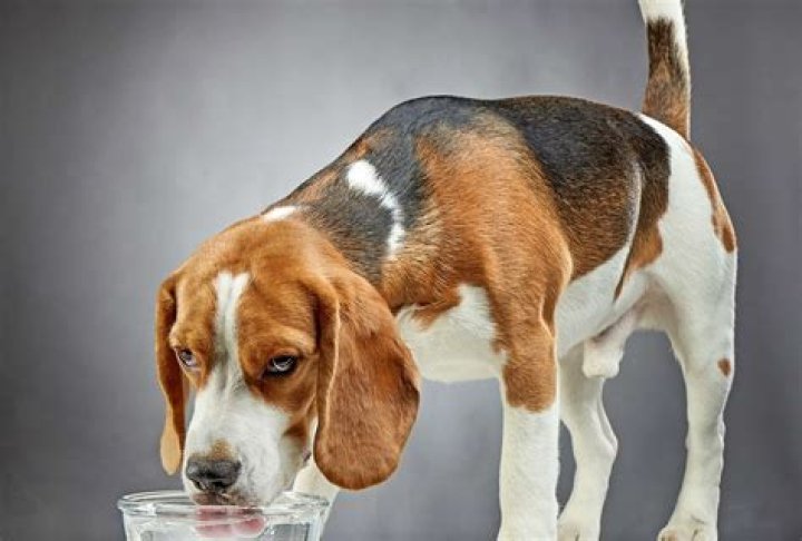 Do dogs Drink a lot of water before they die?