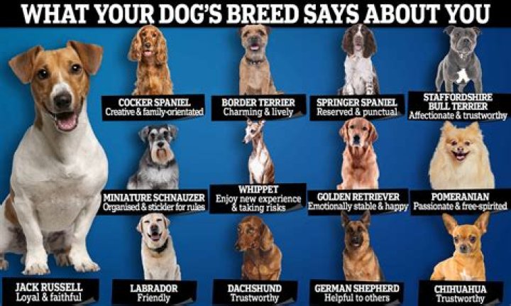 Do dogs recognize their dog friends?