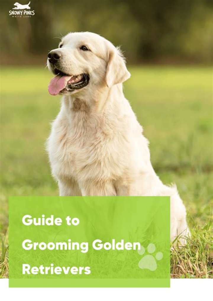 Do Golden Retrievers need special food?