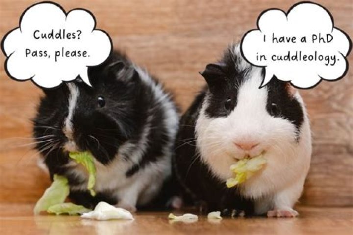 Do guinea pigs like when you talk to them?