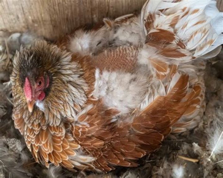 Do hens lose NIA?