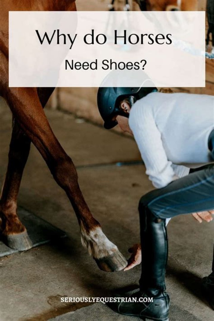 Do horses chase humans?