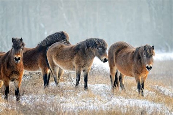 Do horses feel cold in winter?