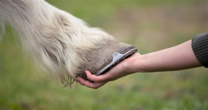 Do horses feel pain in their hooves?