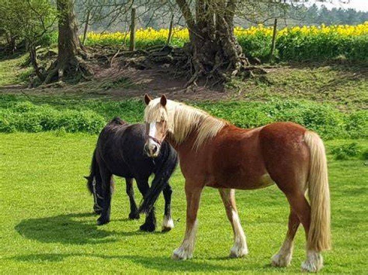 Do horses get lonely?