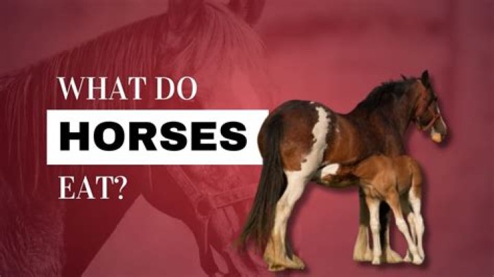 Do horses like when you kiss them?