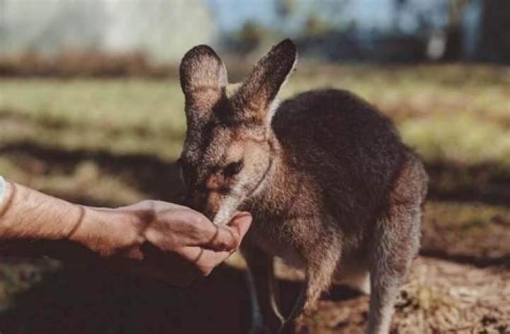 Do kangaroos lay eggs?