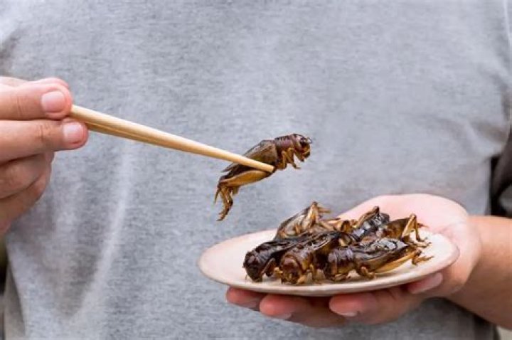 Do Koreans eat insects?