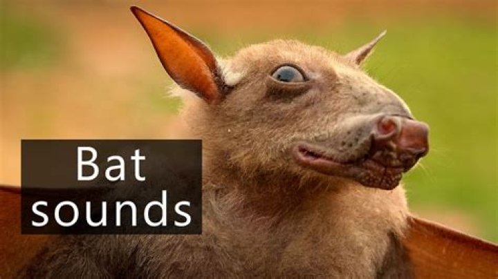 Do loud noises scare bats?
