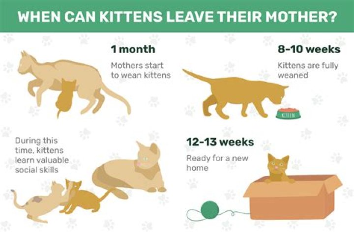 Do mom cats get sad when their kittens leave?