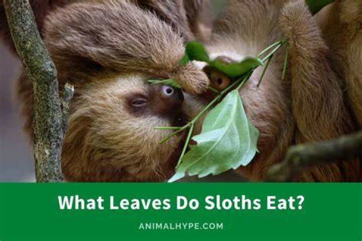 Do people eat sloths?