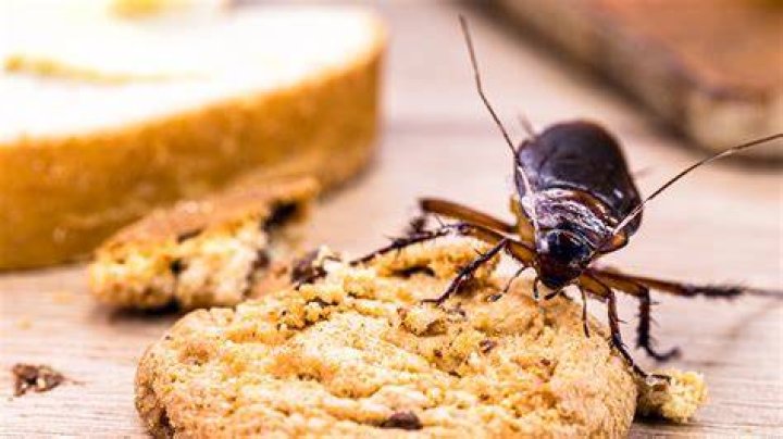 Do roaches like lavender?