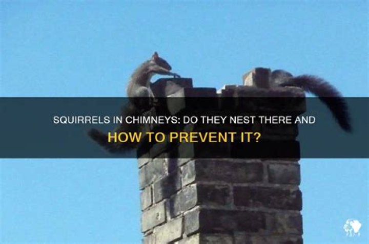 Do squirrels nest in chimneys?