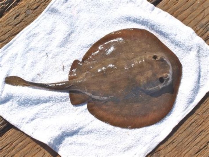 Do stingray stingers grow back?