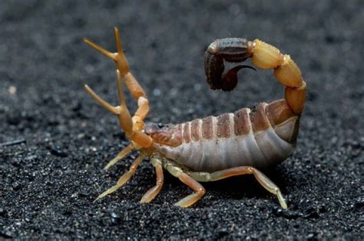 Do they have scorpions in Hawaii?