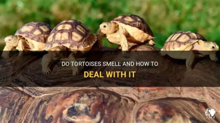 Do tortoises smell?