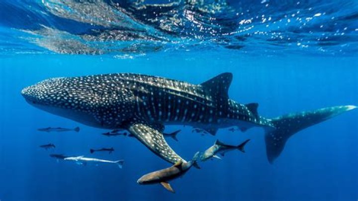 Do whale sharks still exist?